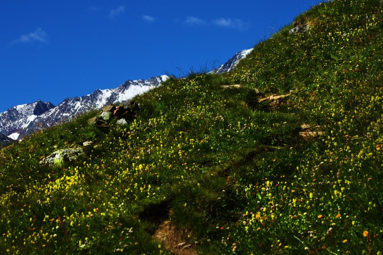 Ramolhaus-dag2-blommorna