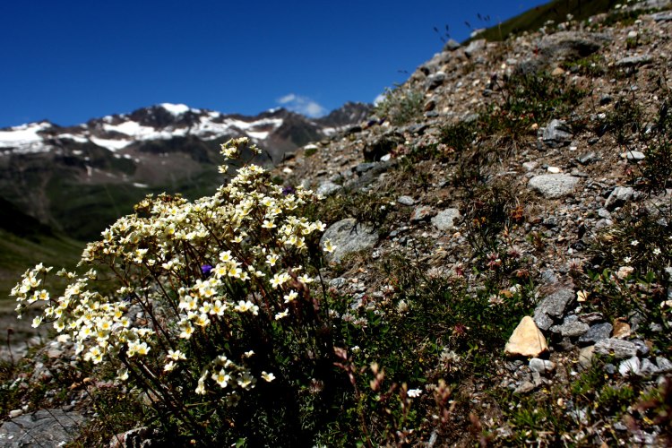 Rotmoostal-dag3-vitablommor