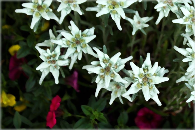 Edelweiss