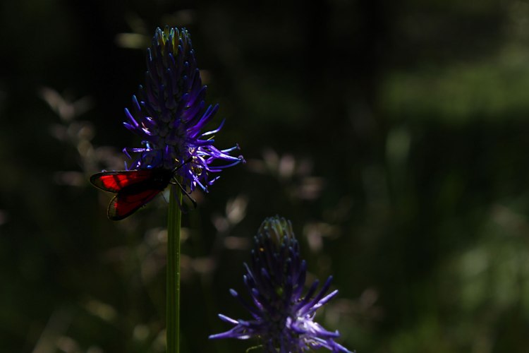 Nedersee-dag4-insekt